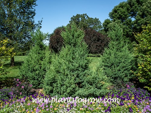 Mountbatten Juniper (Juniperus chinensis)